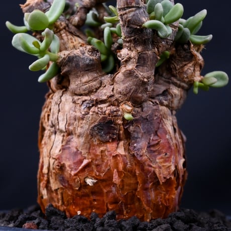 Ceraria pygmaea / ケラリア ピグマエア 【発根済】 [雌雄未判別]