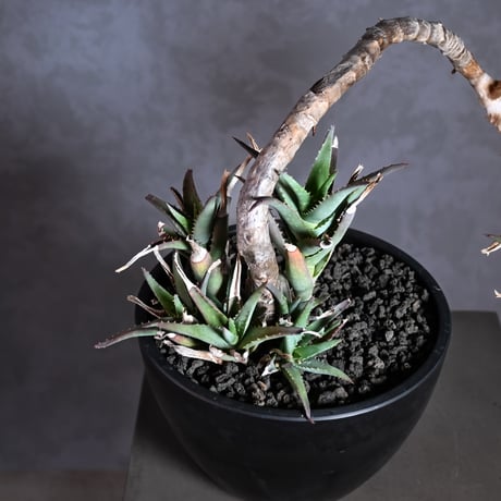 Aloe arborescens Mill. / アロエ アルボレセンス キダチアロエ (木立アロエ)【発根済】