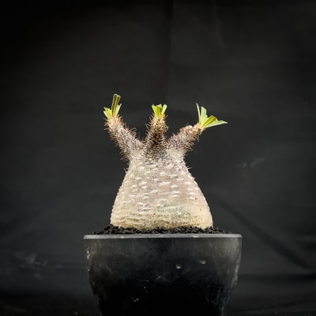 Pachypodium rosulatum var. gracilius / パキポディウム グラキリス 【微発根】