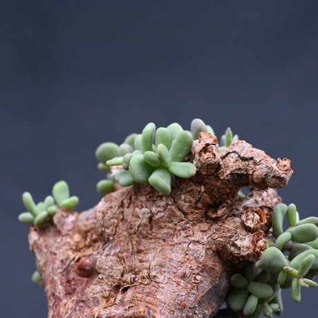 Ceraria pygmaea / ケラリア ピグマエア 【発根済】 [雌雄未判別]