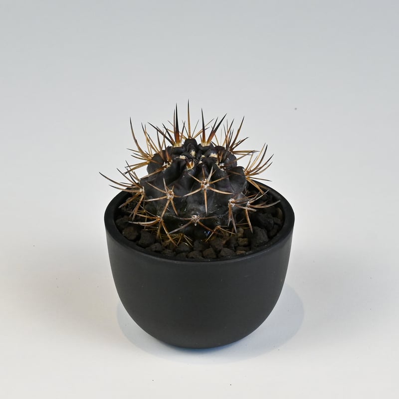 （希少・レア）サボテン【Pyrrhocactus dimorphus】実生株 希少・レア）サボテン【Pyrrhocactus dimorphus】実生株