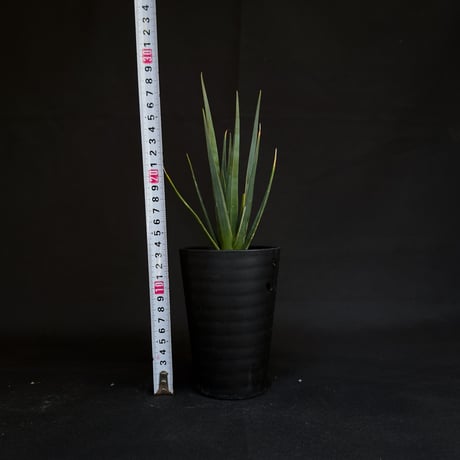 Dracaena cinnabari / ドラセナ シナバリ 【発根済】