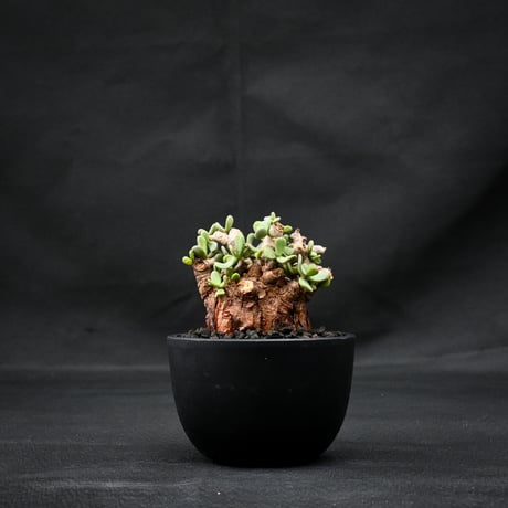 Ceraria pygmaea / ケラリア ピグマエア 【発根済】 [雌雄未判別]