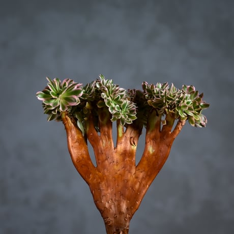Aeonium arboreum f. variegated 'Pink Witch' f. cristata / アエオニウム 錦 'ピンクウィッチ' クリスタータ (綴化) 【自根】+ 信楽焼鉢