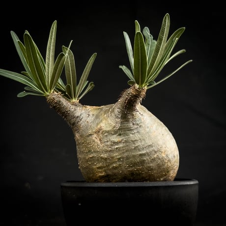 Pachypodium rosulatum var. gracilius / パキポディウム グラキリス 【微発根】
