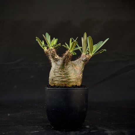 Pachypodium rosulatum var. gracilius / パキポディウム グラキリス 【微発根】