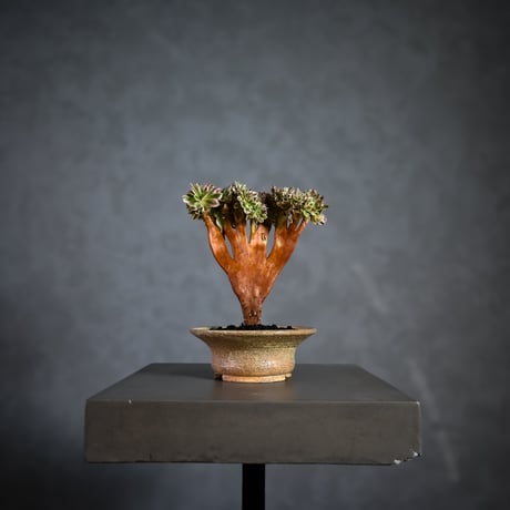 Aeonium arboreum f. variegated 'Pink Witch' f. cristata / アエオニウム 錦 'ピンクウィッチ' クリスタータ (綴化) 【自根】+ 信楽焼鉢