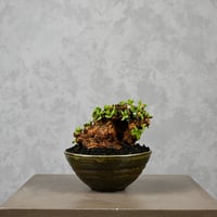 Ceraria pygmaea / ケラリア ピグマエア 【微発根】+ 信楽焼