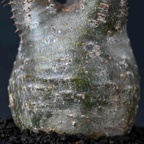 Pachypodium rosulatum var. gracilius / パキポディウム グラキリス 【発根済】