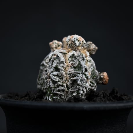 Astrophytum myriostigma f. monstrosa / アストロフィツム 子吹き鸞鳳玉 石化 (モンストローサ) (ランポー)【カキ仔】【自根】