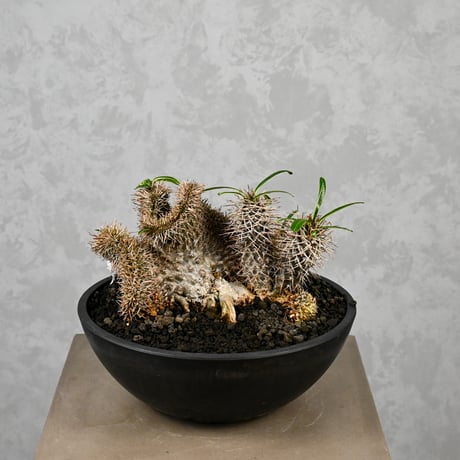 Pachypodium lamerei cristata / パキポディウム ラメリー クリスタータ 綴化 【自根】