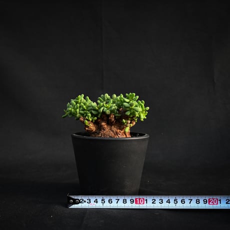 Ceraria pygmaea / ケラリア ピグマエア 【発根済】【雌雄未判別】
