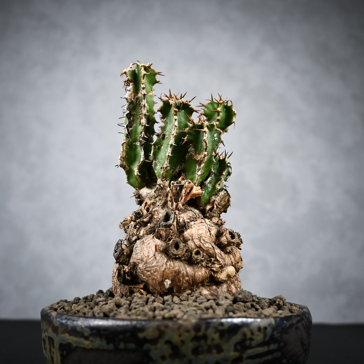 Euphorbia mlanjeana / ユーフォルビア ムランジーナ 【発根済】 | GR