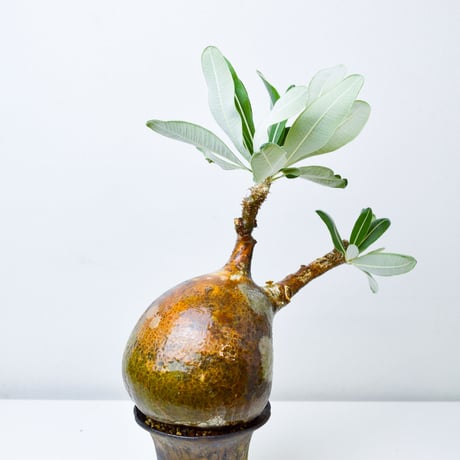 【PL】Pachypodium rosulatum var. gracilius / パキポディウム グラキリウス + 信楽焼 (微発根)