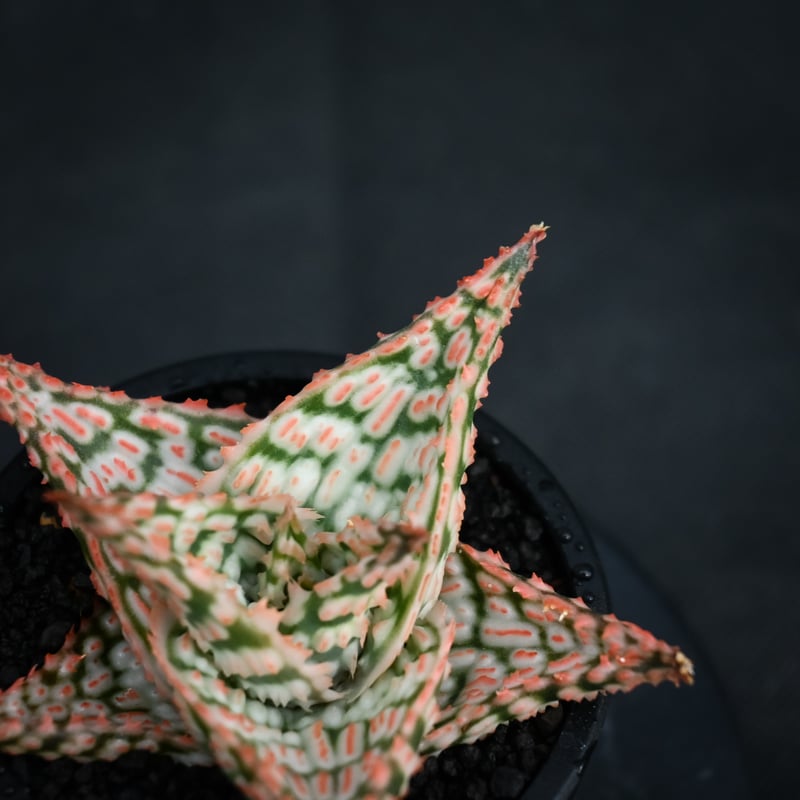 Aloe hybrid / アロエ ハイブリッド【微発根】 | GREEN MONSTERS Aloe hybrid / アロエ ハイブリッド【微発根】 | GREEN MONSTERS