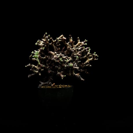 Pelargonium mirabile / ペラルゴニウム ミラビレ (微発根)