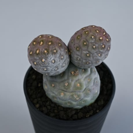 Tephrocactus geometricus / テフロカクタス ゲオメトリクス 大玉 【自根】