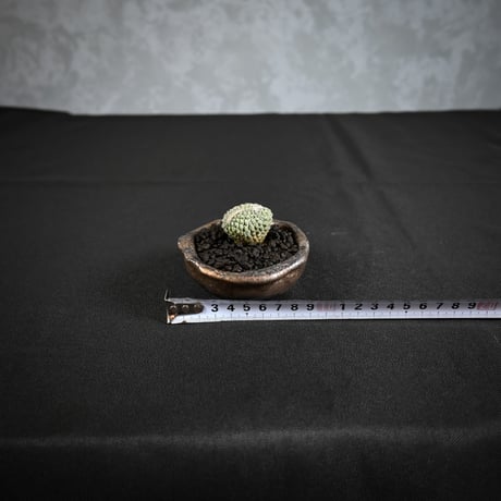 Strombocactus discifromis f. cristata / ストロンボカクタス ディシフォルミス 菊水 二頭 綴化 【実生】 + 信楽焼