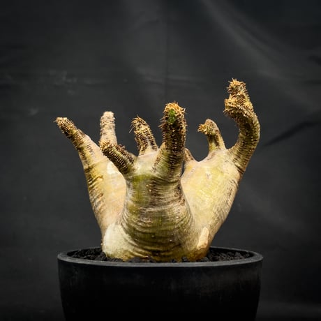 Pachypodium rosulatum var. makayense  / パキポディウム マカイエンセ 【微発根】