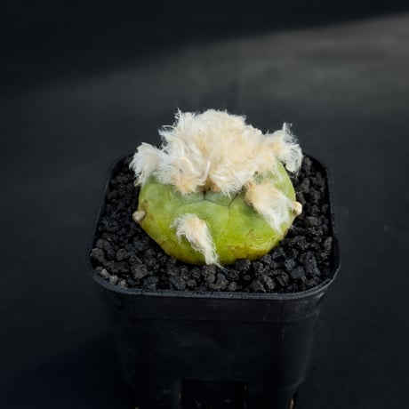 Lophophora diffusa / ロフォフォラ ディフューサ 翠冠玉 【実生】