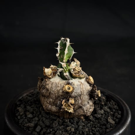 【Premium Line】 Euphorbia mlanjeana / ユーフォルビア ムランジーナ 【微発根】 + 万山鉢