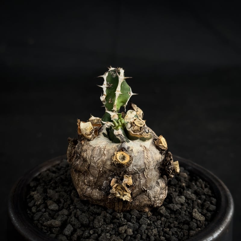 Premium Line】 Euphorbia mlanjeana / ユーフォルビア ムラ