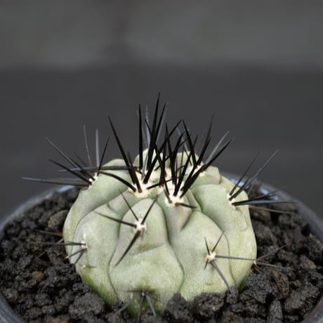 【Premium Line】Copiapoa cinerea / コピアポア シネレア 黒王丸 【実生】+ MANGAN