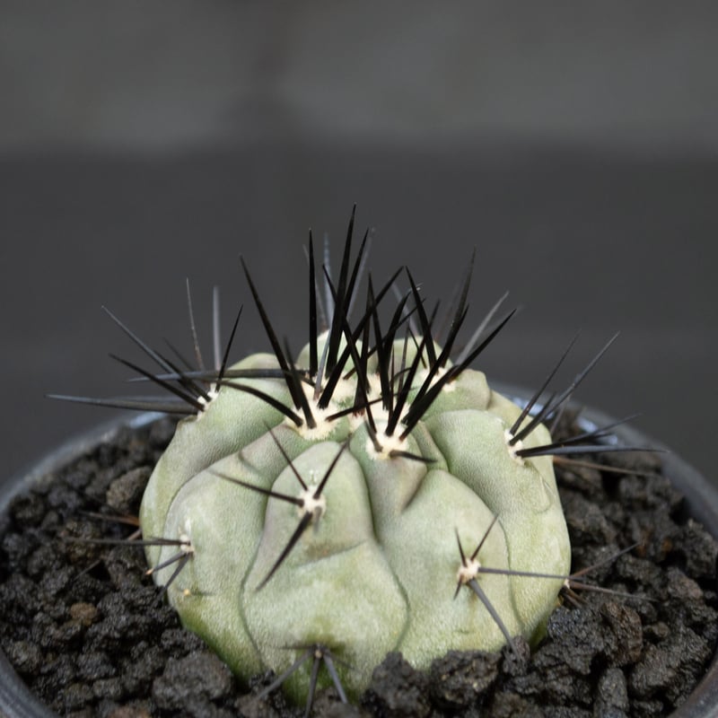 Premium Line】Copiapoa cinerea / コピアポア シネレア 黒王丸 Premium Line】Copiapoa cinerea / コピアポア シネレア 黒王丸