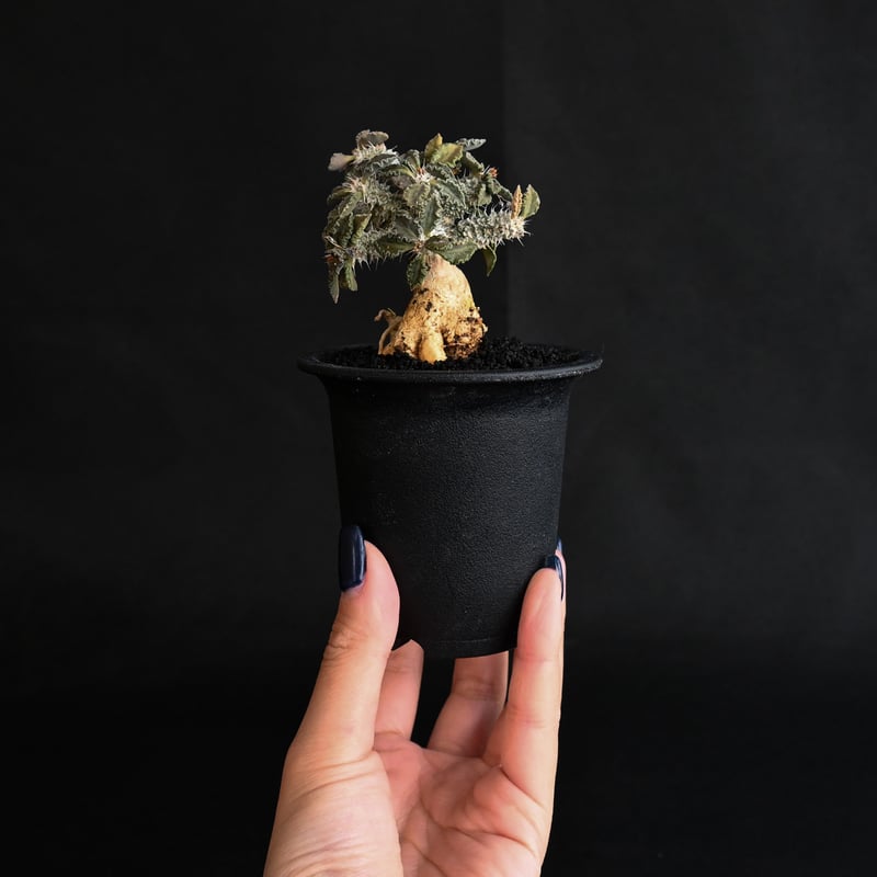 Euphorbia tulearensis / ユーフォルビア トゥレアレンシス 【発 Euphorbia tulearensis / ユーフォルビア トゥレアレンシス 【発