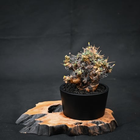 Othonna euphorbioides / オトンナ ユーフォルビオイデス (微発根)