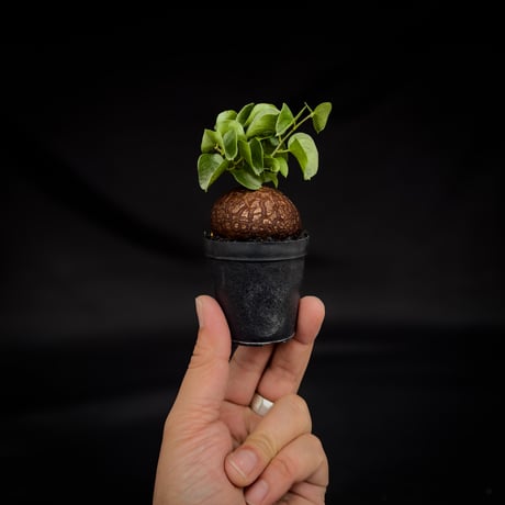 Dioscorea elephantipes / ディオスコレア エレファンティペス【 アフリカ 亀甲竜 】