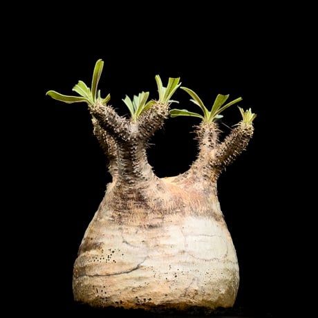 【Premium Line】 Pachypodium rosulatum var. gracilius / パキポディウム グラキリス 【微発根】+ 信楽焼