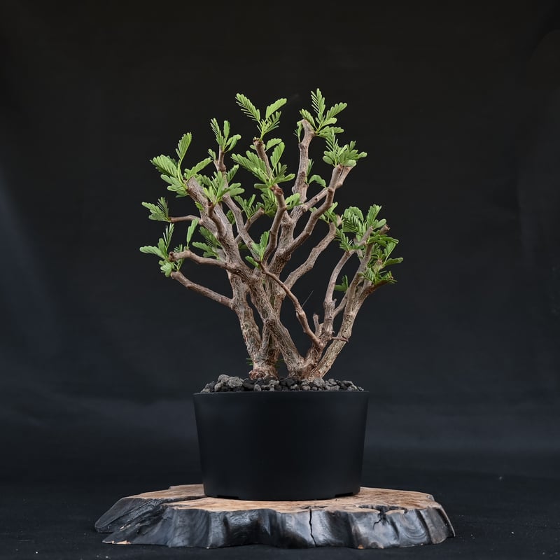 B Sennameridionalis-センナ・メリディオナリス 海外実生発根済 Senna meridionalis / センナ メリディオナリス 【発根済】 | GREEN