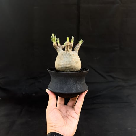 【Premium Line】 Pachypodium rosulatum var. gracilius / パキポディウム グラキリス 【微発根】+ 黒鉄【KUROGANE】