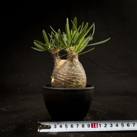 Pachypodium rosulatum var. gracilius / パキポディウム グラキリス 【微発根】