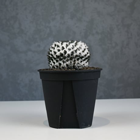 Mammillaria sempervivi v. caput-medusae  / マミラリア 景清 【自根】