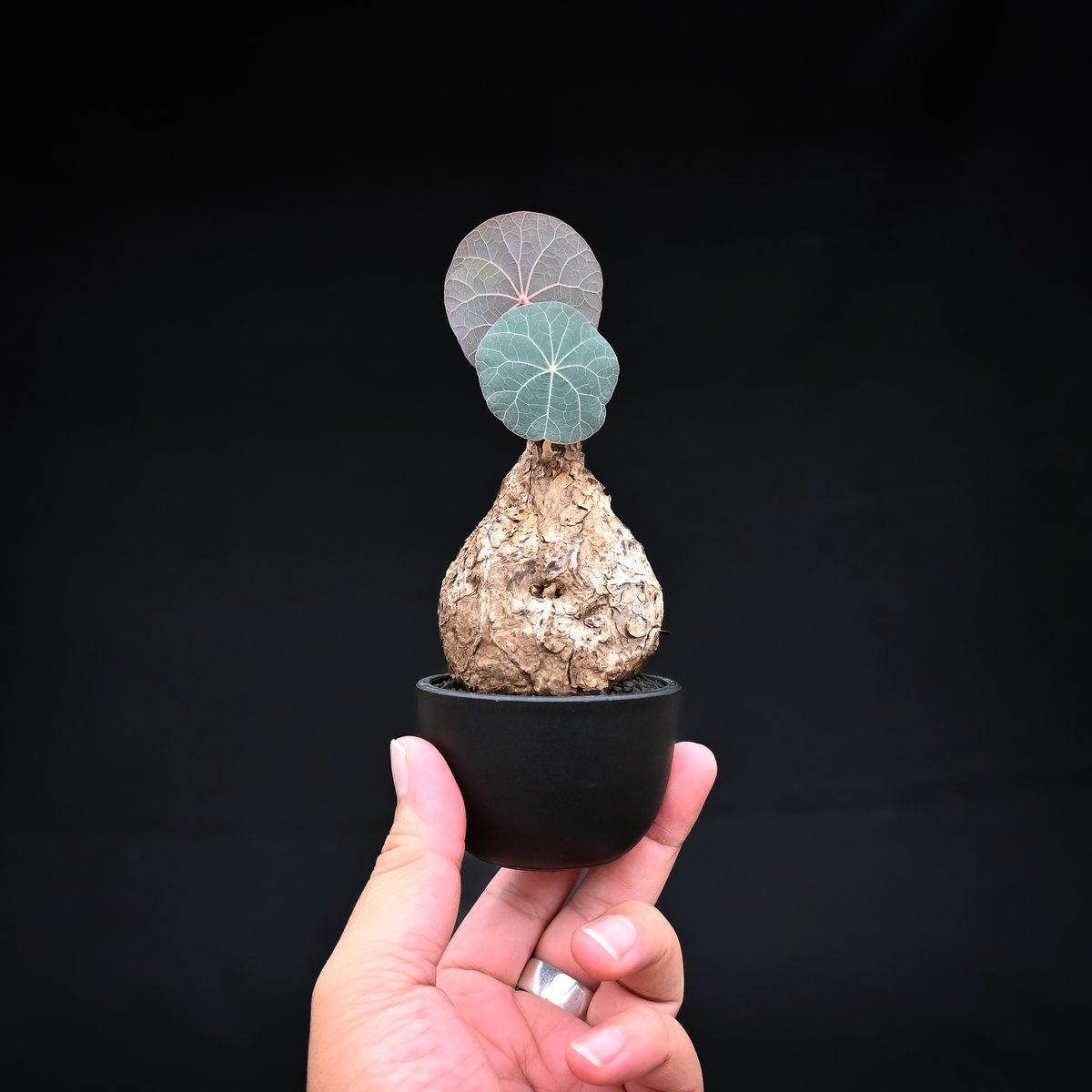 Stephania kaweesakii / ステファニア カウィーサキー 【発根済】 | G