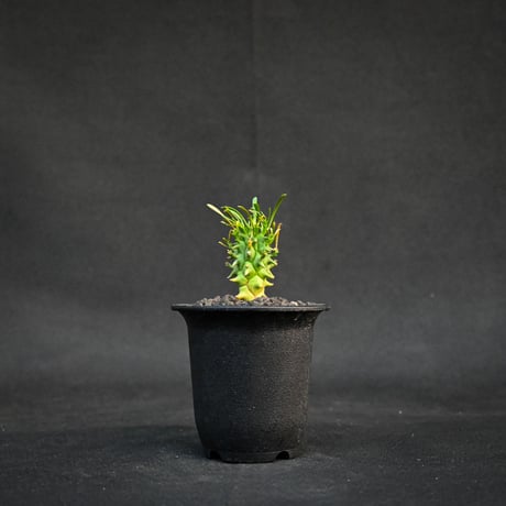 Euphorbia schoenlandii / ユーフォルビア スコエランディ 闘牛角【実生】