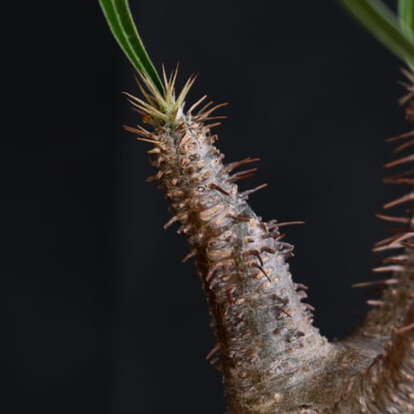 Pachypodium rosulatum var. gracilius / パキポディウム グラキリス 【発根済】