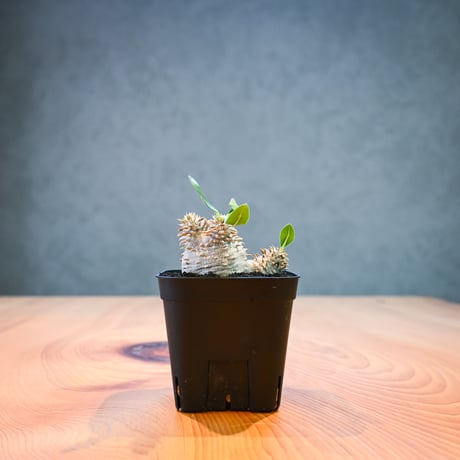 Pachypodium ' Densicaule ' / パキポディウム デンシカウレ 恵比寿大黒 (恵比須大黒)【微発根】