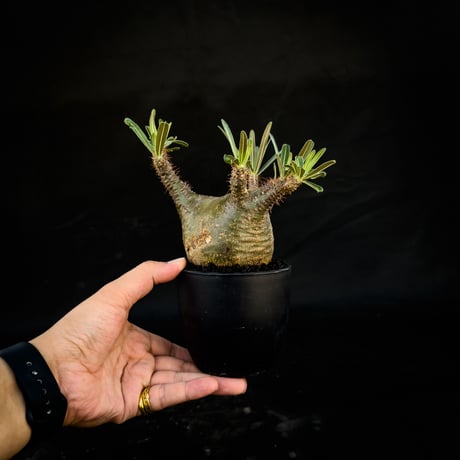 Pachypodium rosulatum var. gracilius / パキポディウム グラキリス 【微発根】