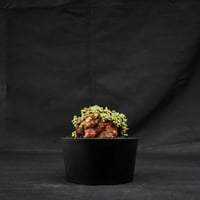 Ceraria pygmaea / ケラリア ピグマエア 【発根済】 [雌雄未判別]