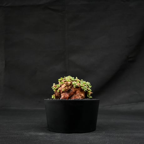 Ceraria pygmaea / ケラリア ピグマエア 【発根済】 [雌雄未判別]