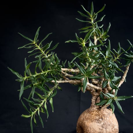 【Premium Line】Pachypodium bispinosum / パキポディウム  ビスピノーサム 【微発根】+ 黒鉄【KUROGANE】
