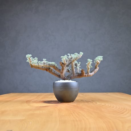 Monsonia multifida  (Sarcocaulon multifidum) / モンソニア ムルチフィダ (サルコカウロン ムルチフィズム) 【発根済】  + 信楽焼