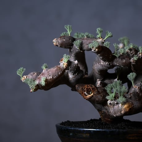 Monsonia multifida  (Sarcocaulon multifidum) / モンソニア ムルチフィダ (サルコカウロン ムルチフィズム) 【発根済】+ 鉢 : 後藤 瑞葉 氏