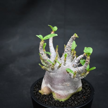 Adenium arabicum 'BLACK' dwarf type  / アデニウム アラビカム 'ブラック' ドワーフタイプ【微発根】