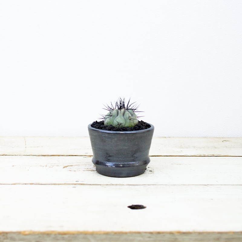 Premium Line】Copiapoa cinerea / コピアポア シネレア 黒王丸 Premium Line】Copiapoa cinerea / コピアポア シネレア 黒王丸