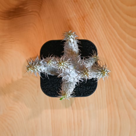Pachypodium makayense  / パキポディウム マカイエンセ 【微発根】