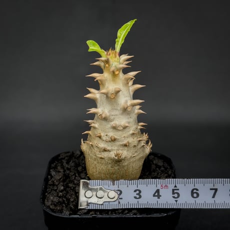 Pachypodium bicolor / パキポディウム ビカラー (バイカラー)【実生】